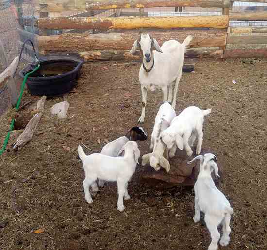 Donna's dairy goat watches over her cute quintuplets.